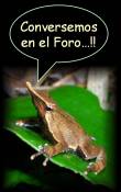 Ranita del Foro